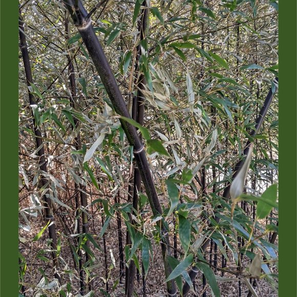 Bamboo Photographic Art Print - Picture 5 of 12